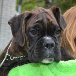 Boxer puppies for sale Albany, New York