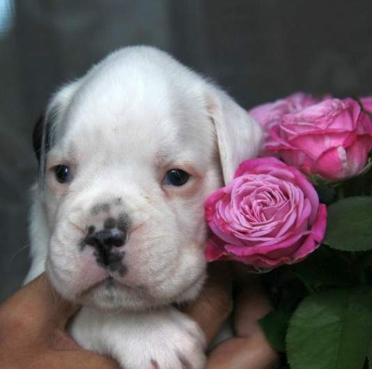Boxer puppies for sale Albany OR