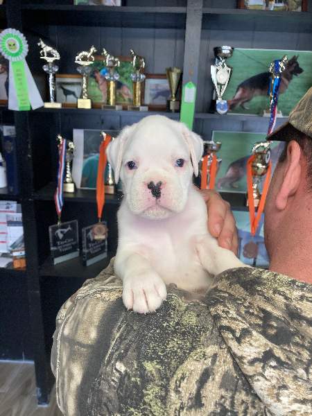 Boxer puppies for sale Ames Iowa