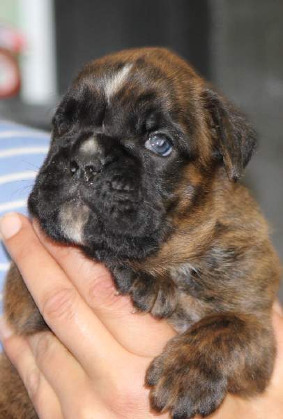 Boxer puppies for sale Anderson Indiana