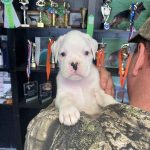 Boxer puppies for sale Anderson, Indiana