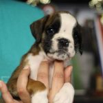 Boxer puppies for sale Ann Arbor, Michigan