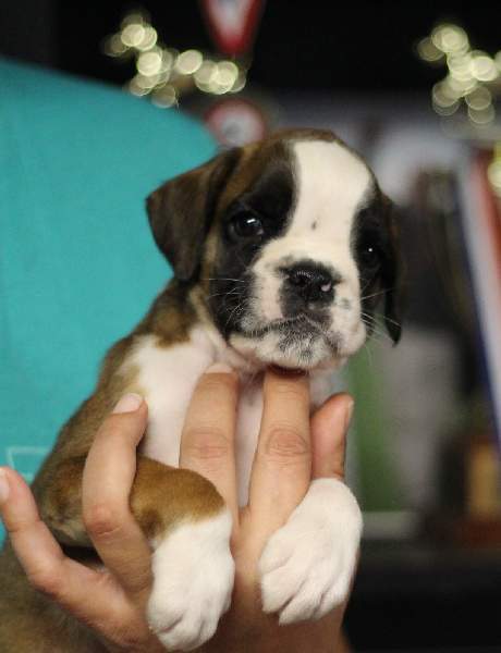 Boxer puppies for sale Ann Arbor MI