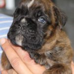 Boxer puppies for sale Annandale, Minnesota