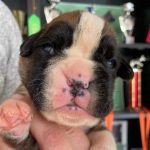Boxer puppies for sale Asheville, North Carolina