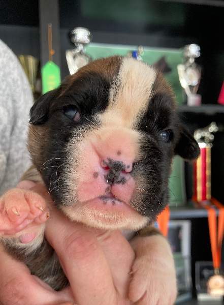 Boxer puppies for sale Asheville NC