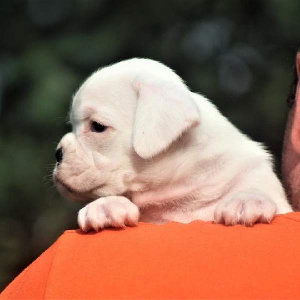 Boxer puppies for sale Ashland Ohio