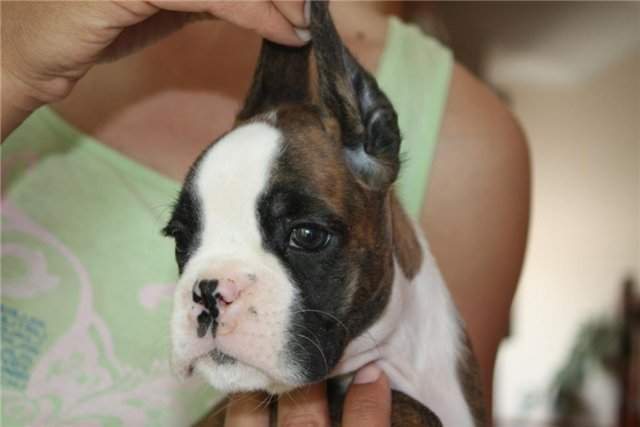 Boxer puppies for sale Ashland Oregon
