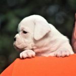 Boxer puppies for sale Athens, Georgia
