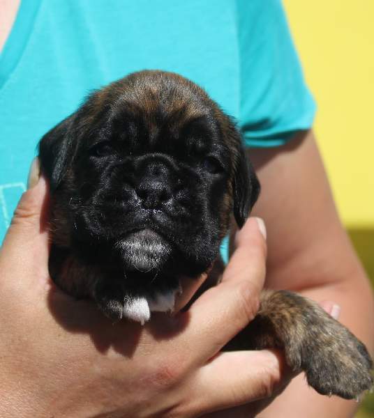 Boxer puppies for sale Athens Ohio