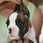 Boxer puppies for sale Athens, Ohio
