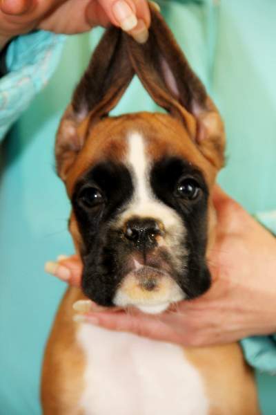 Boxer puppies for sale Auburn Alabama