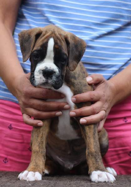 Boxer puppies for sale Augusta Georgia