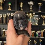 Boxer puppies for sale Austin, Texas