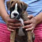 Boxer puppies for sale Bakersfield, California