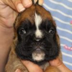 Boxer puppies for sale Baltimore, Maryland