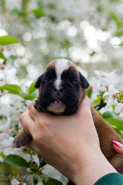 Boxer puppies for sale Baltimore Maryland