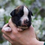 Boxer puppies for sale Bangor, Maine
