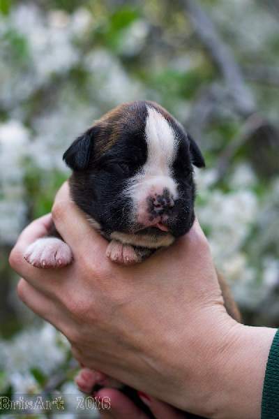 Boxer puppies for sale Bangor ME