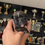 Boxer puppies for sale Beaumont, Texas