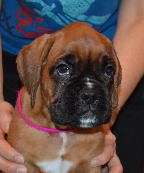 Boxer puppies for sale Bellingham Washington