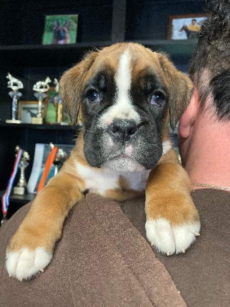 Boxer puppies for sale Bend OR