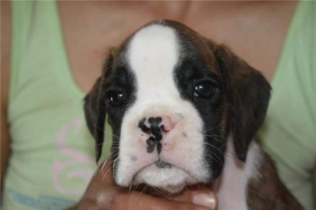 Boxer puppies for sale Bennington Vermont