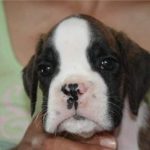 Boxer puppies for sale Billings, Montana