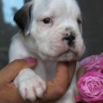 Boxer puppies for sale Biloxi, Mississippi