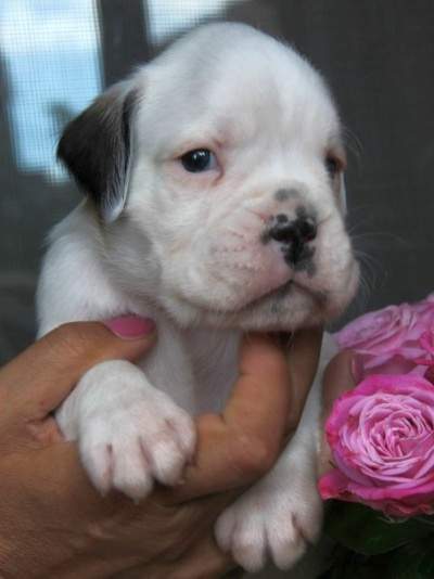 Boxer puppies for sale Biloxi MS