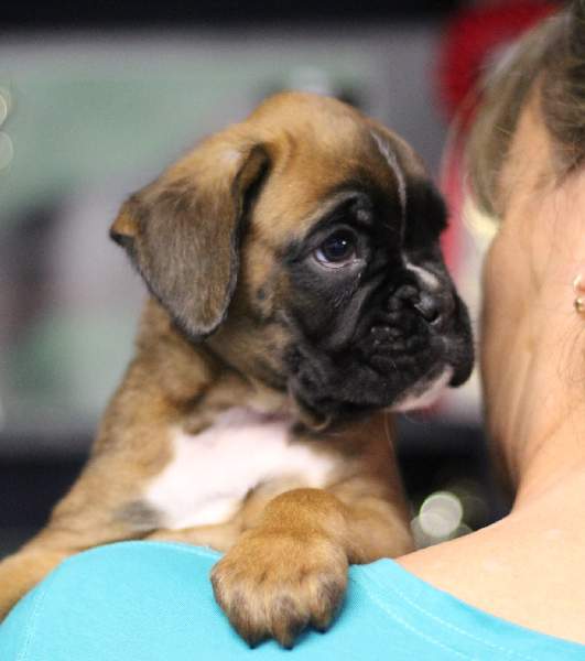 Boxer puppies for sale Birmingham Alabama