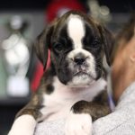 Boxer puppies for sale Birmingham, Alabama