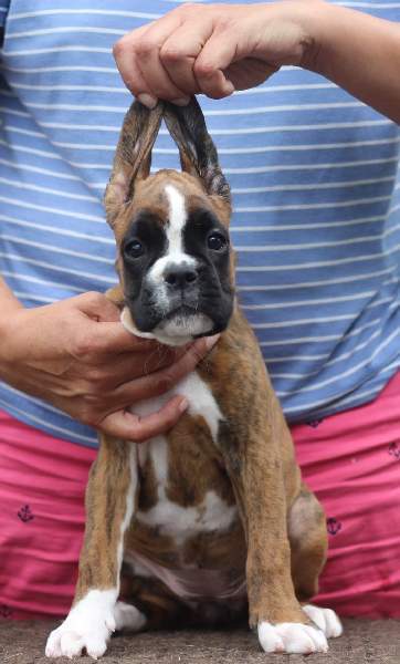 Boxer puppies for sale Bloomington Illinois