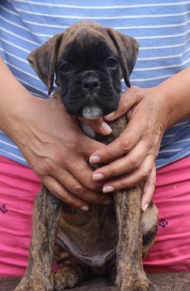 Boxer puppies for sale Bloomington Minnesota