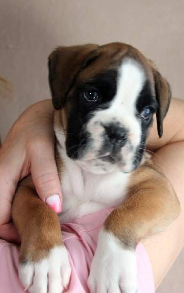 Boxer puppies for sale Boone North Carolina