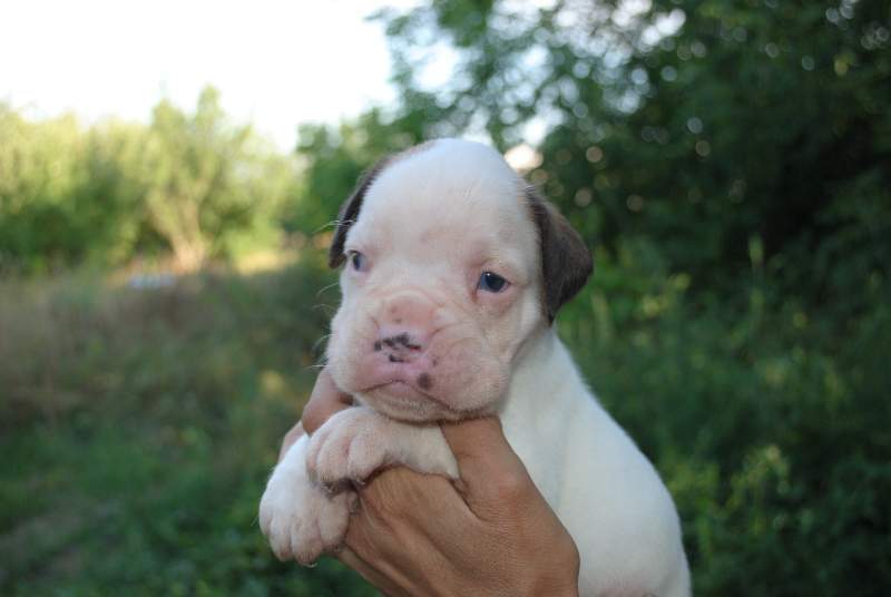 Boxer puppies for sale Boston MA