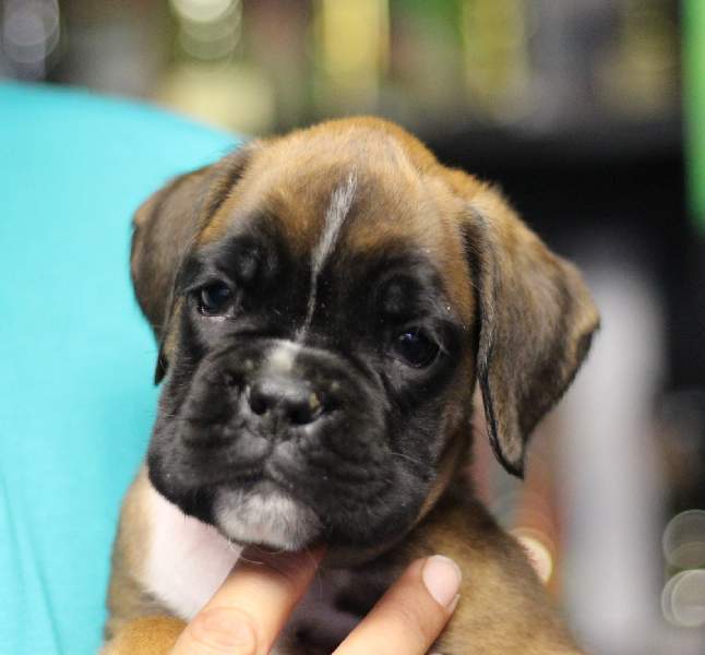 Boxer puppies for sale Bristol RI