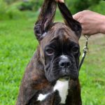 Boxer puppies for sale Camden, New Jersey