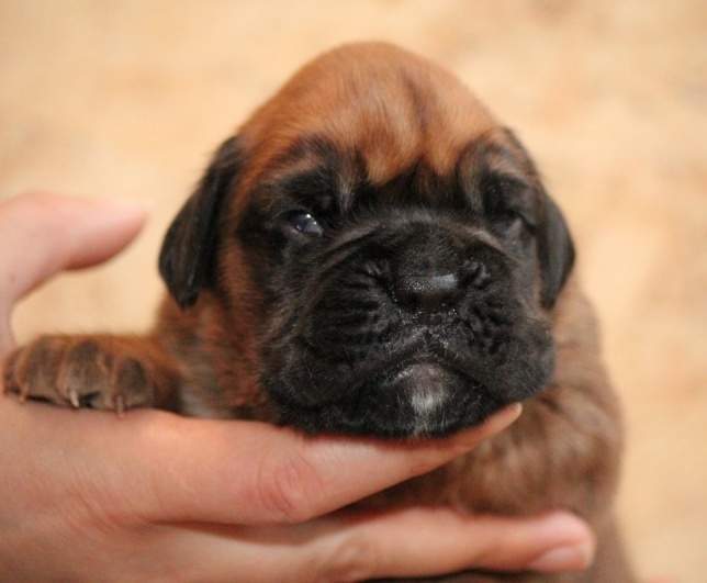 Boxer puppies for sale Canton Ohio