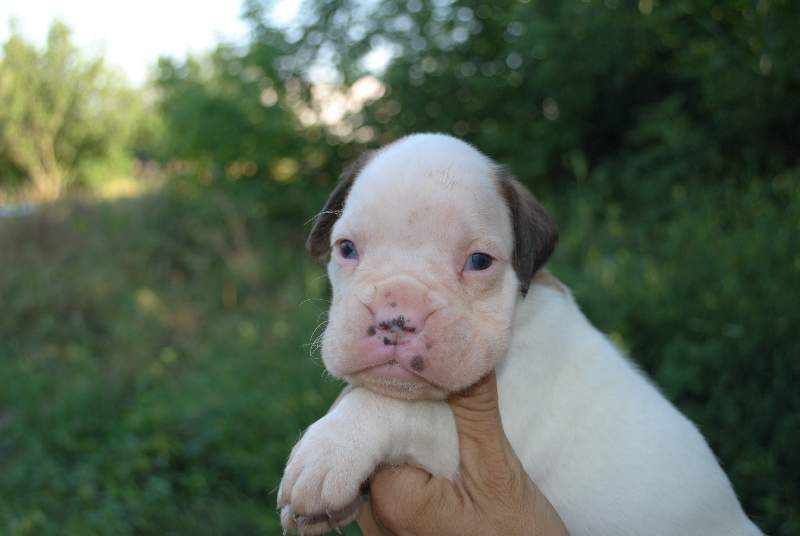 Boxer puppies for sale Carlsbad New Mexico