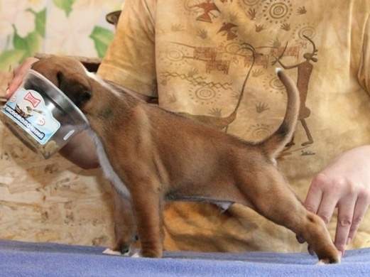 Boxer puppies for sale Casper Wyoming