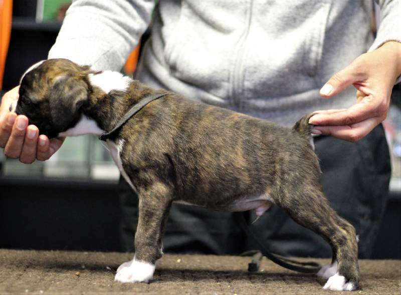 Boxer puppies for sale Champaign Illinois