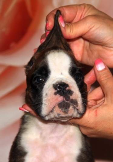 Boxer puppies for sale Charleston SC