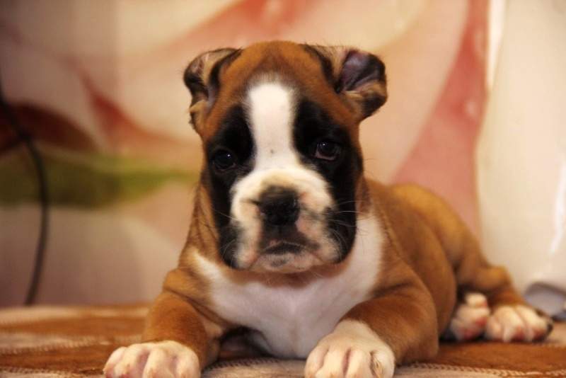 Boxer puppies for sale Charlotte North Carolina