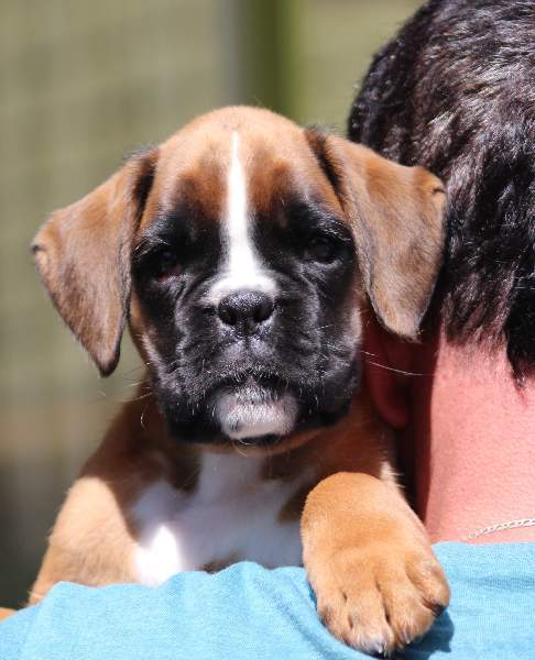 Boxer puppies for sale Charlotte NC