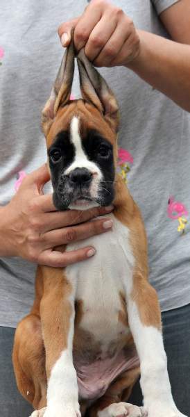 Boxer puppies for sale Chicago Illinois