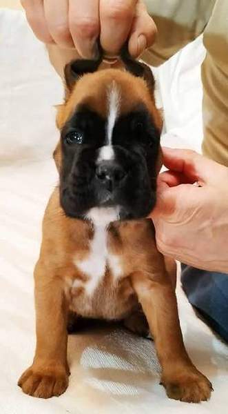 Boxer puppies for sale Chicago IL