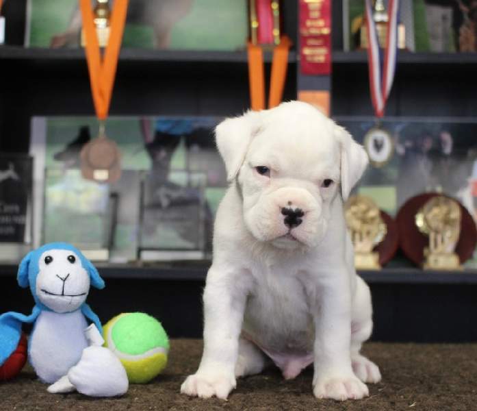 Boxer puppies for sale Collegeville Minnesota