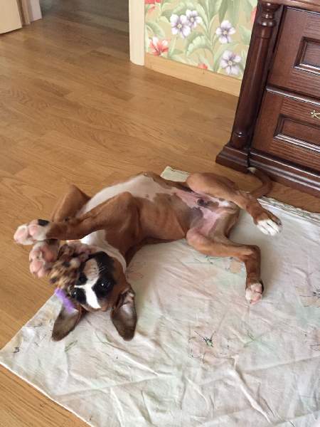 Boxer puppies for sale Columbia SC