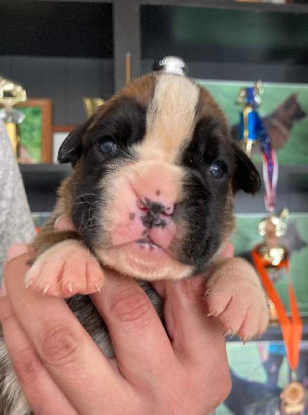 Boxer puppies for sale Columbus Georgia